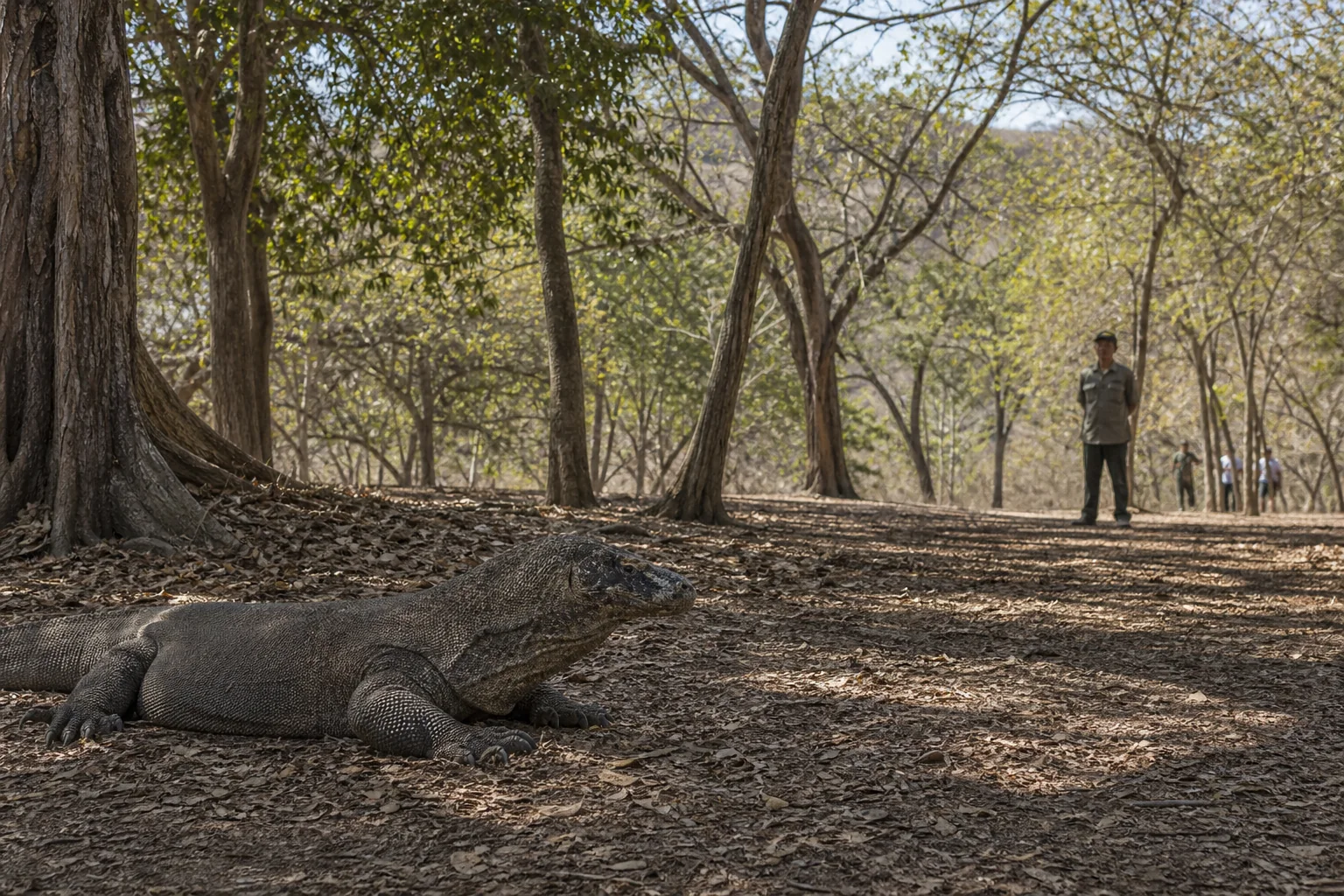 Komodo dragon on Komodo Island