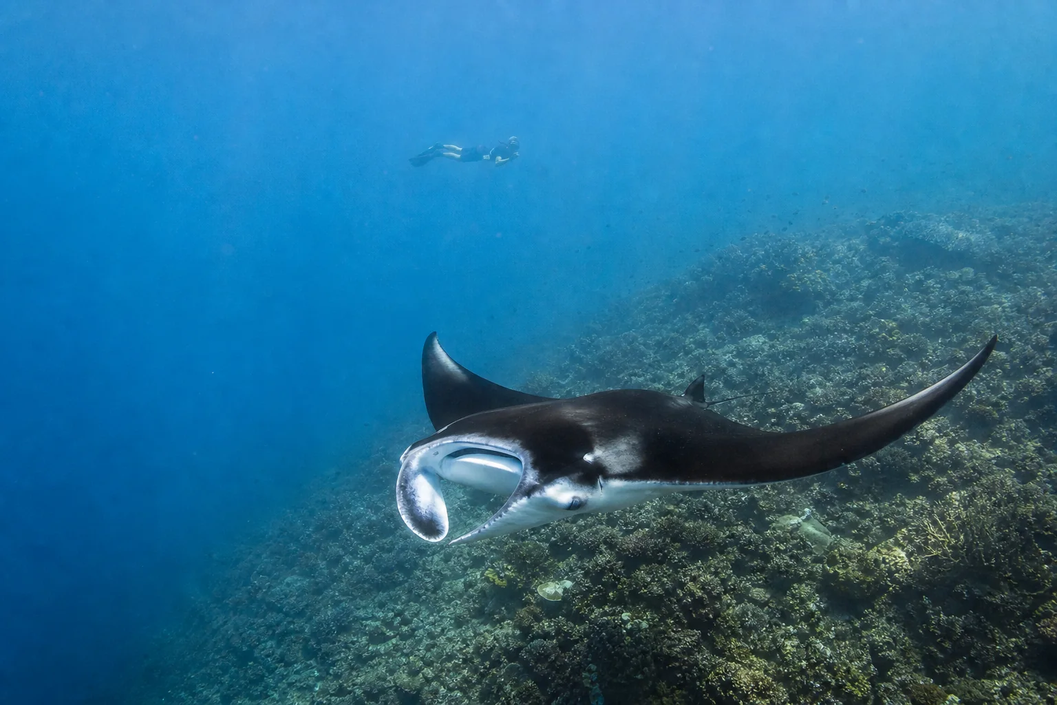 Manta ray in the waters of Komodo National Park