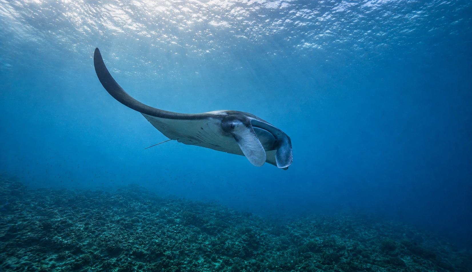 Visual editorial pari manta di perairan terbuka Komodo