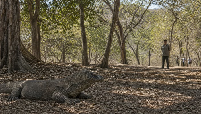 Komodo dragon in Komodo National Park