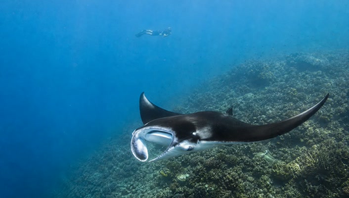 Manta ray in Komodo waters