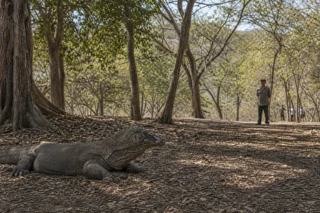 Komodo dragon on Komodo Island