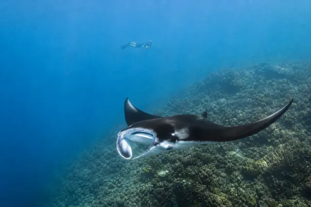 Manta ray in the waters of Komodo National Park